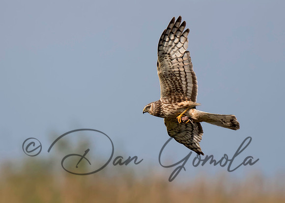 Northern Harrier