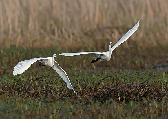 Great Egret
