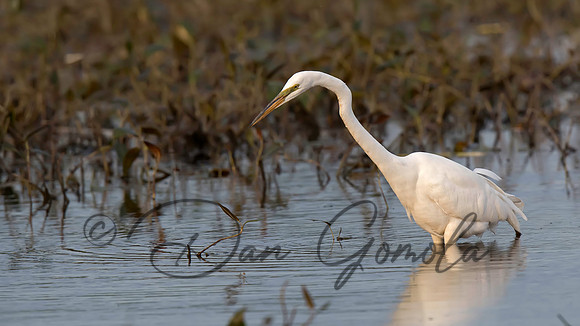 Great Egret