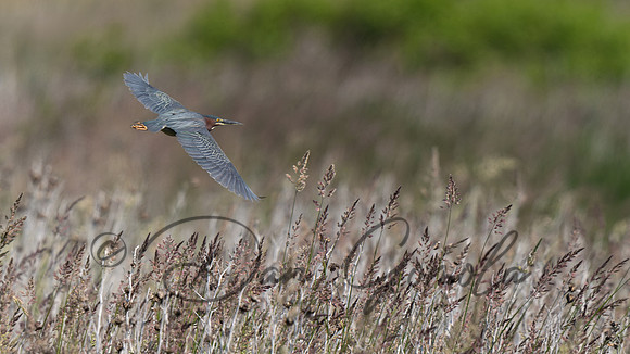 Green Heron
