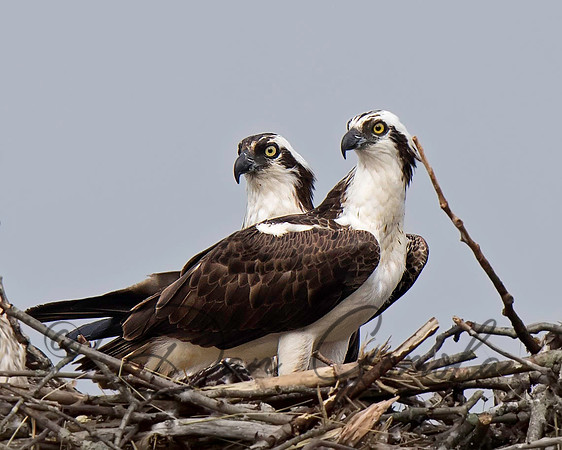 Osprey