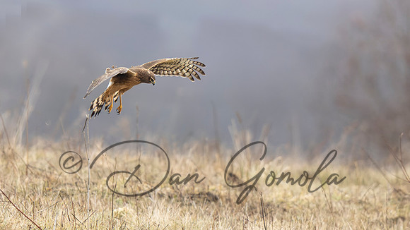 Northern Harrier