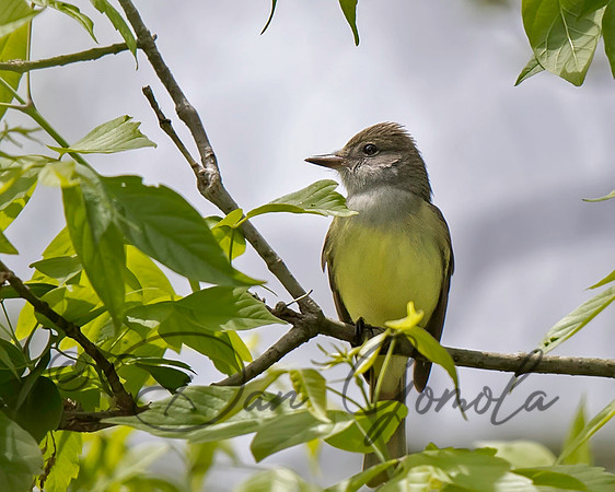 Great Crested Flycatcher