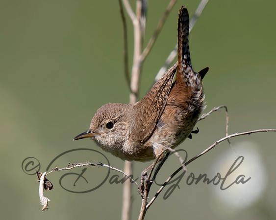 House Wren