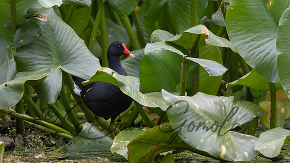 Common Gallinule