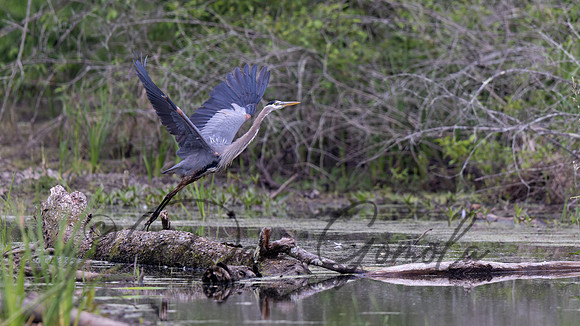 Great Blue Heron