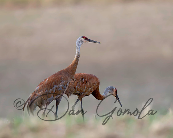 Sandhill Crane