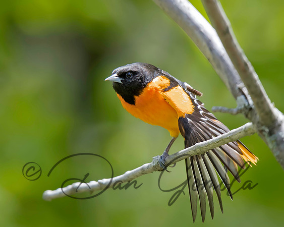 Baltimore Oriole