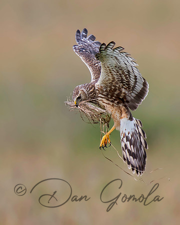 Northern Harrier