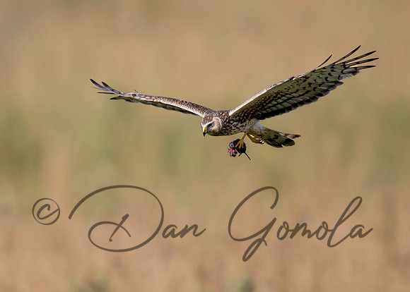 Northern Harrier