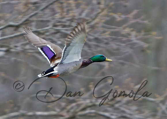 Mallard duck (male)