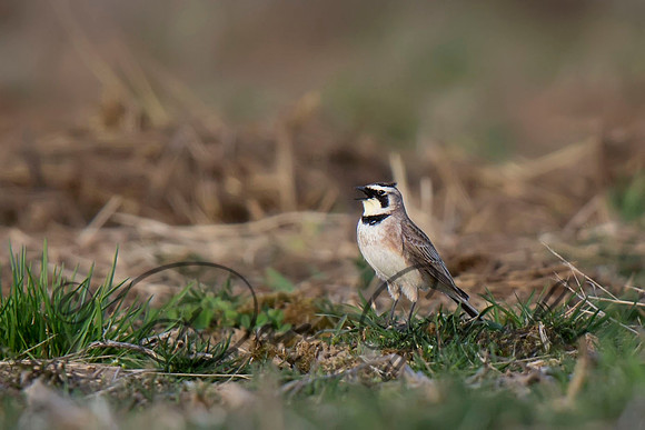 Horned Lark