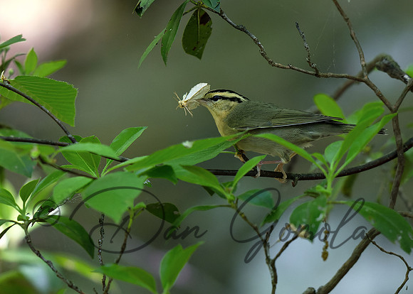 Worm-eating Warbler