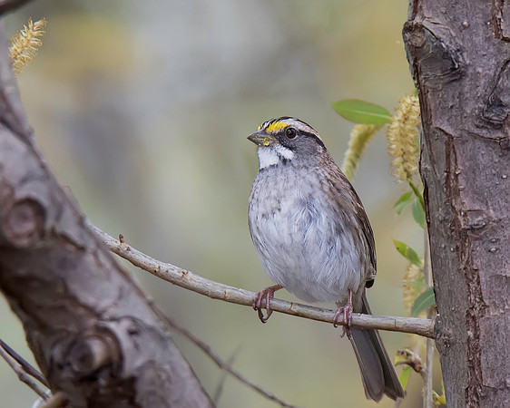 White-throated Sparrow