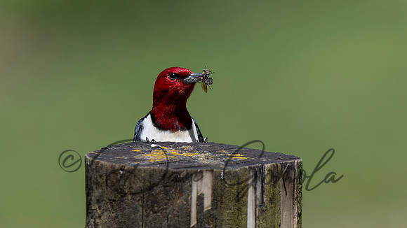 Red-headed Woodpecker