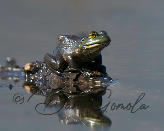 American Bullfrog