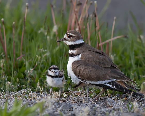 Killdeer