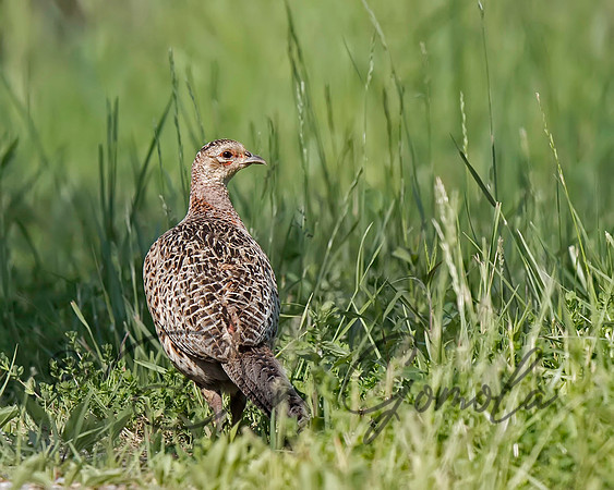 Ring-necked Pheasant