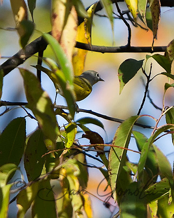 Nashville Warbler