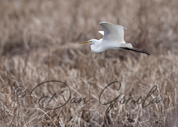 Great Egret