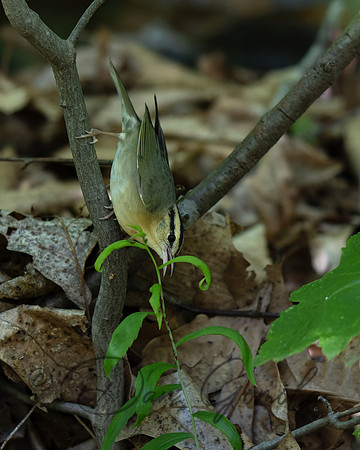 Worm-eating Warbler