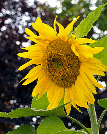 Bumble Bees on Sunflower