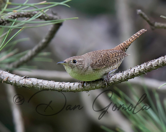 House Wren