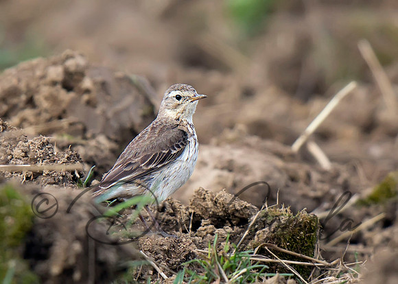 American Pipit