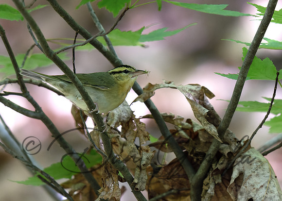 Worm-eating Warbler