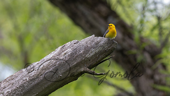 Prothonotary Warbler