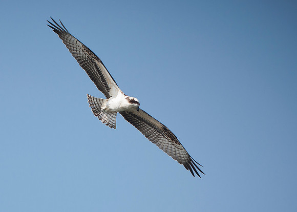 Osprey displaying a six foot wingspan