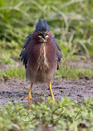 Green Heron