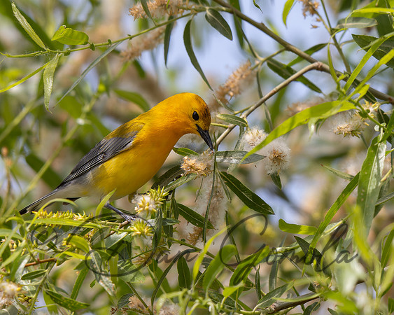 Prothonotary Warbler