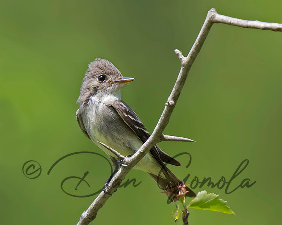 Eastern Wood-Pewee