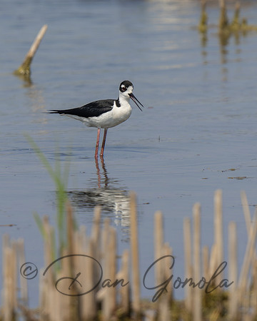 Black-necked Stilt