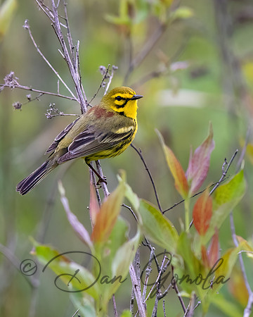 Prairie Warbler