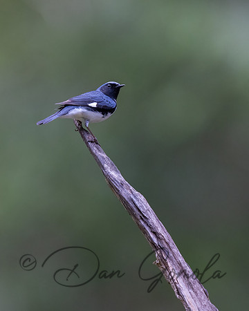 Black-throated Blue Warbler