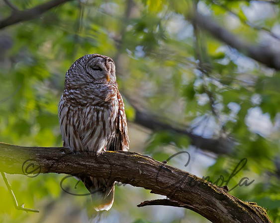 Barred Owl