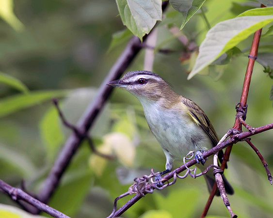 Red-eyed Vireo