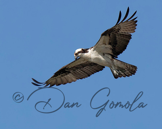 Osprey