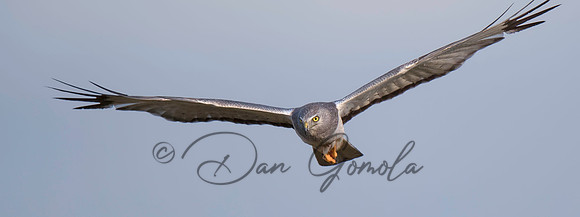 Northern Harrier