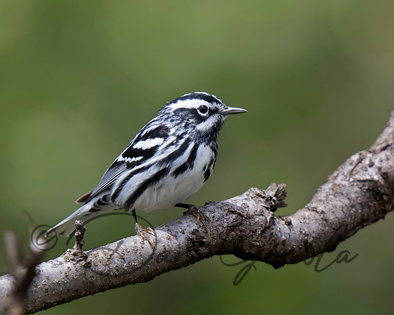 Black-and-white Warbler