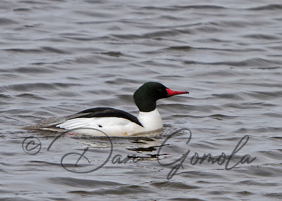 Common Merganser (male)