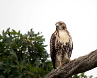 Red-tailed Hawk