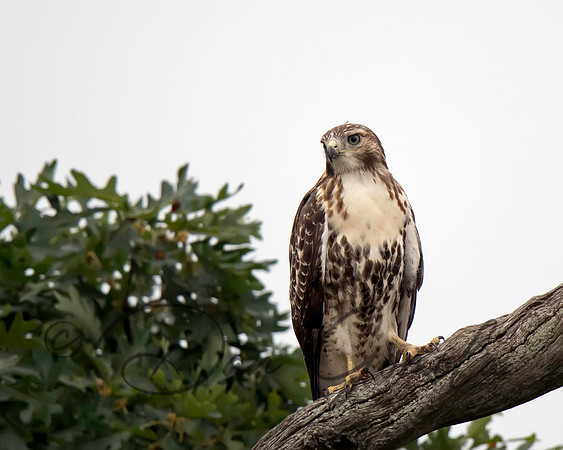 Red-tailed Hawk