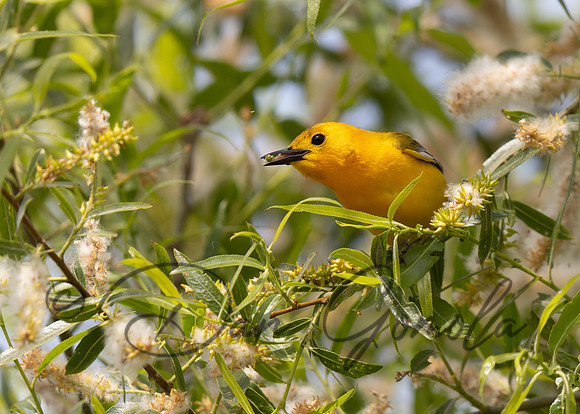 Prothonotary Warbler