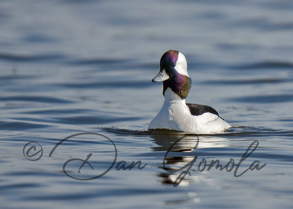 Bufflehead