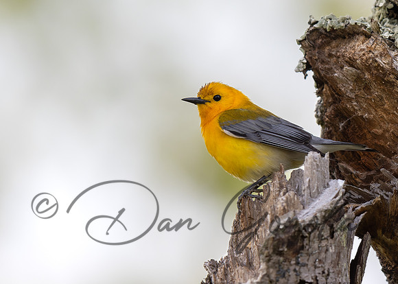 Prothonotary Warbler