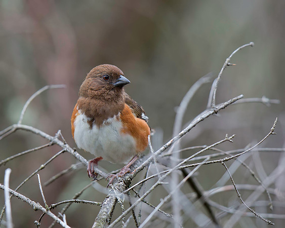 Eastern Towhee