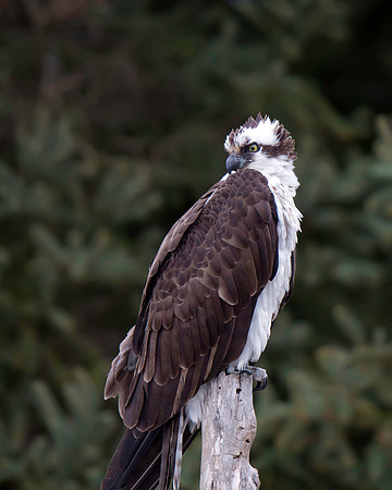Osprey